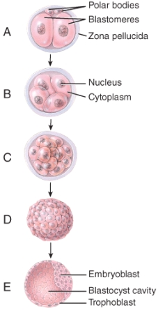 Which of the developmental stages shown in the diagram is a blastocyst?