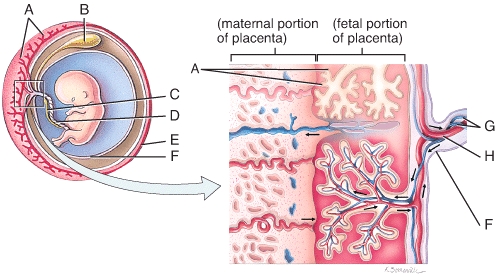The structures labeled A on both diagrams are called  