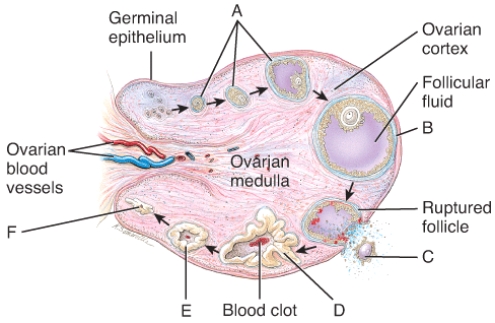 Which of the labeled structures in the diagram of the stages of the ovarian cycle is called the corpus albicans?