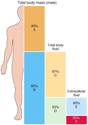 <strong>Which of the following sections of the bar graphs shown in the diagram would increase the most in an obese individual?  </strong> A)A B)B C)C D)D E)E <div style=padding-top: 35px> 