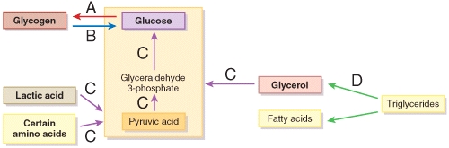 <strong>The arrows labeled C in the figure are all part of </strong> A)glycogenolysis B)glycogenesis C)gluconeogenesis D)glycolysis E)lipolysis