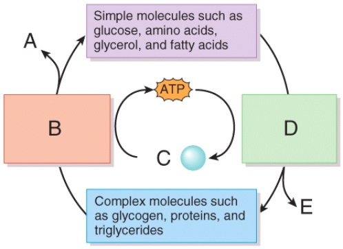 <strong>In the diagram showing the interactions that occur in metabolism, which of the labeled positions on the diagram represents catabolism? </strong> A)A B)B C)C D)D E)E