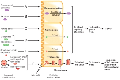 The absorption of fructose across the microvillar surface of intestinal epithelial cells, marked B in the figure, occurs by
