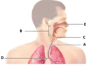 <strong>Which of the labeled respiratory organs in the given diagram represents the larynx?  </strong> A)B B)C C)E D)A E)D <div style=padding-top: 35px> 