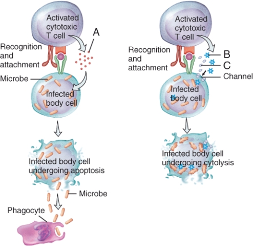 In the figure showing the activation of cytotoxic T cells, the protein labeled C that punches hole in the plasma membrane of the infected host cell is called