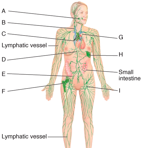 The structure labeled A in the diagram is a secondary lymphatic tissue called the  