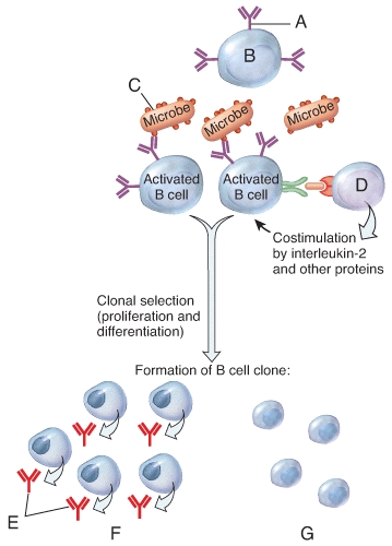 The cell labeled D in the diagram that releases interleukin-2 as a costimulator during B cell activation is called a  