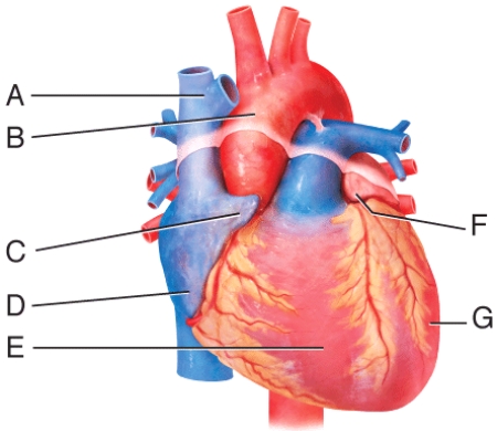 <strong>In the diagram, where is the auricle of left atrium?  </strong> A)A B)B C)C D)F E)G <div style=padding-top: 35px> 