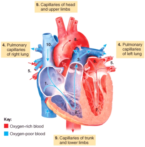 <strong>The step labeled 1 in the diagram of blood flow through the heart shows deoxygenated blood entering the right atrium through the  </strong> A)superior and inferior vena cavae B)ascending and descending aorta C)internal and external iliac veins D)pulmonary arteries E)pulmonary veins <div style=padding-top: 35px> 