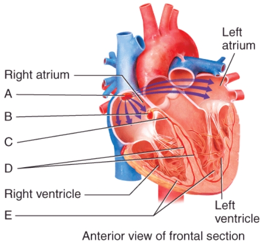 <strong>Which of the labeled structures in the diagram of the heart action potential conduction system is the bundle of His?  </strong> A)A B)B C)C D)D E)E <div style=padding-top: 35px> 