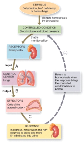 Which of the labeled components in the endocrine pathway shown in the diagram are steroid hormones?