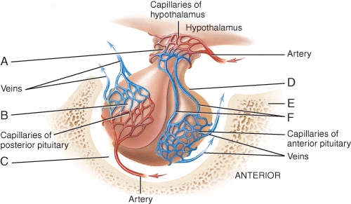 What is the name of the structure (labeled F in the diagram)used to deliver tropins to the anterior pituitary gland to regulate hormone secretion?