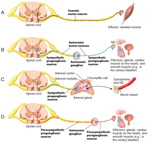 <strong>Which of the following neurotransmitter is used to stimulate the effectors in the motor pathway labeled B in the figure?  </strong> A)epinephrine B)acetylcholine C)norepinephrine D)epinephrine and norepinephrine E)epinephrine and acetylcholine <div style=padding-top: 35px> 