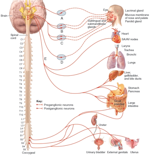<strong>The ganglion labeled D in the diagram that stimulates saliva secretion from the parotid gland is called the  </strong> A)ciliary ganglion B)otic ganglion C)submandibular ganglion D)pterygopalatine ganglion E)salivary ganglion <div style=padding-top: 35px> 