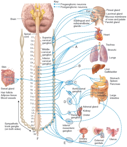 <strong>Which of the following labeled structures in the diagram are considered to be terminal ganglia of the ANS?  </strong> A)C B)D C)E D)All of the choices are correct. E)None of the choices is correct. <div style=padding-top: 35px> 