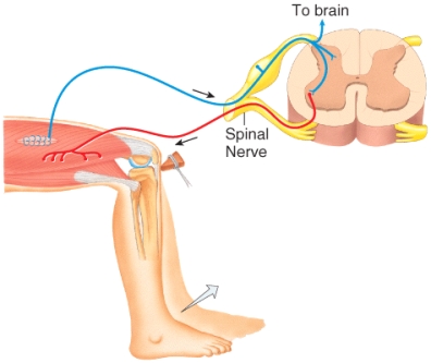 In the knee jerk reflex shown in the figure, which of the following components of the reflex arc serves as the effector?