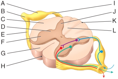 Which labeled structure in the diagram is the anterior median fissure?  