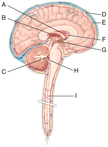 Which of the labeled structures in the diagram is the fourth ventricle?  