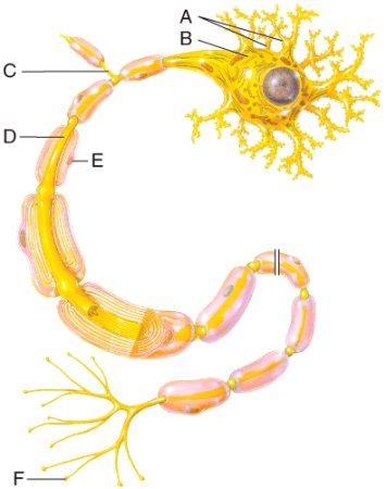 <strong>Which of the labeled structures in the diagram contains synaptic vesicles that store neurotransmitters?  </strong> A)A B)B C)D D)E E)F <div style=padding-top: 35px> 