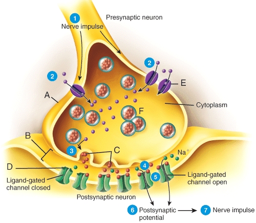 <strong>Which of the labeled structures in the diagram represents a neurotransmitter receptor?  </strong> A)A B)C C)E D)D E)F <div style=padding-top: 35px> 