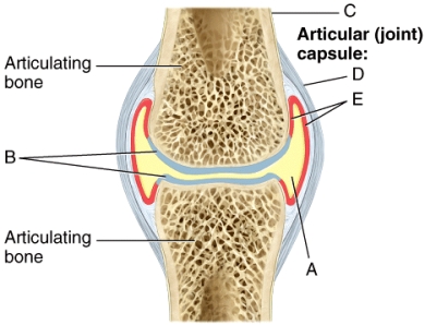 <strong>Which of the structures indicated in the synovial joint diagram shown is made of hyaline cartilage?  </strong> A)A B)B C)C D)D E)E <div style=padding-top: 35px> 