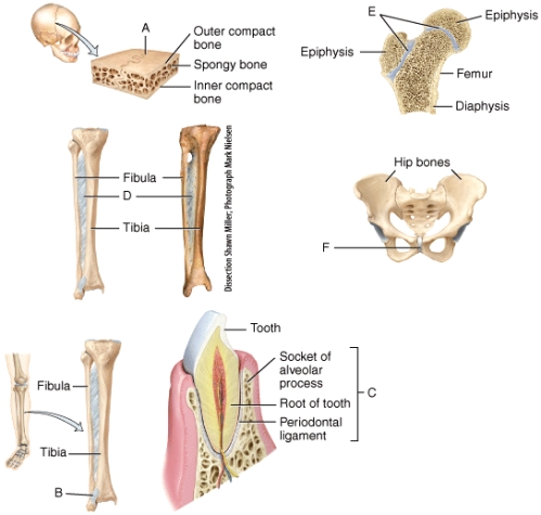 Which of the labeled joints is categorized as a syndesmosis?