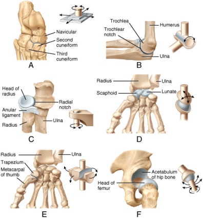 Which of the labeled joints in the diagram is a condyloid joint?