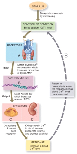 Which of the following effectors (marked C in the figure)are activated in response to decreases in blood calcium concentrations?