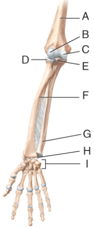 The articular knob labeled B on bone A in the diagram is called the