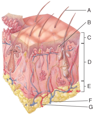 A subcutaneous (subQ)injection is delivered to the region of the diagram labeled