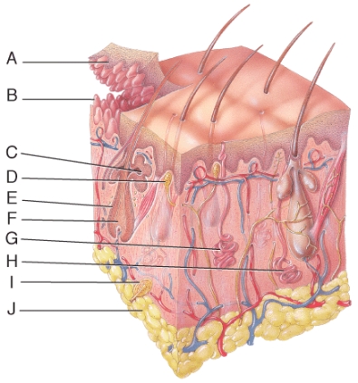 Which of labeled structures in the diagram secretes a viscous protein and lipid-rich sweat that leads to body odor when it is broken down by bacteria on the surface of skin?
