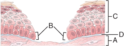 Which of the labeled features in the diagram represents the cells that heal an epidermal wound by moving over, filling in the void, and making new epidermal layers?  