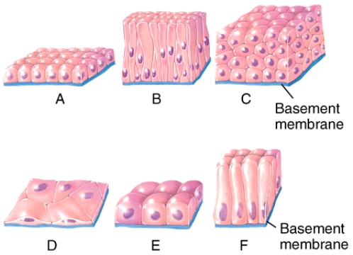 <strong>Which of the diagrams in the figure would be classified as a stratified epithelium? </strong> A)A only B)B only C)C only D)B and C E)A, D, E, F