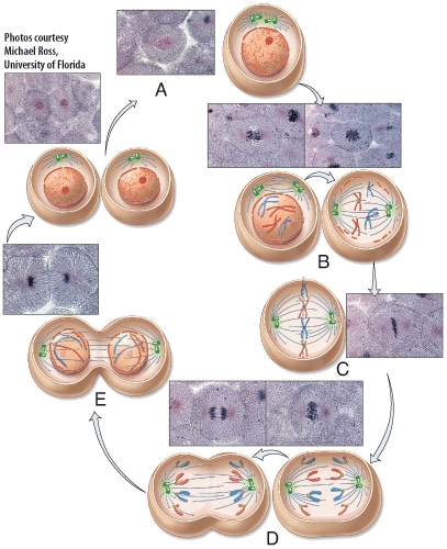 The phase of mitosis labeled B in the diagram is called  