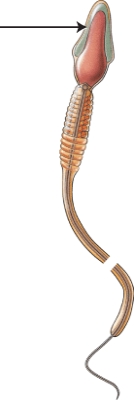 Name the structure indicated in the figure.  