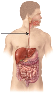 <strong>What is the structure indicated in the figure?  </strong> A) stomach B) pancreas C) esophagus D) pharynx <div style=padding-top: 35px> 