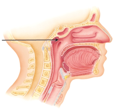 <strong>What is the name of the area indicated?  </strong> A) nasopharynx B) sphenoidal sinus C) oropharynx D) frontal sinus <div style=padding-top: 35px> 