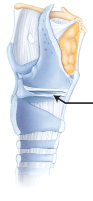<strong>In this sagittal section, the arrow is pointing to which structure of the larynx?  </strong> A) thyrohyoid membrane B) tracheal cartilage C) vocal fold (true vocal cord) D) cuneiform cartilage <div style=padding-top: 35px> 