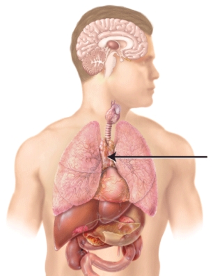 <strong>What is the name of the endocrine gland indicated by the line?  </strong> A) pituitary B) pancreas C) thymus D) thyroid <div style=padding-top: 35px> 