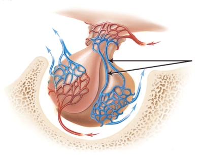 <strong>The lines are pointing to which of the following?  </strong> A) superior hypophyseal artery B) hypophyseal portal veins C) inferior hypophyseal artery D) posterior hypophyseal veins <div style=padding-top: 35px> 