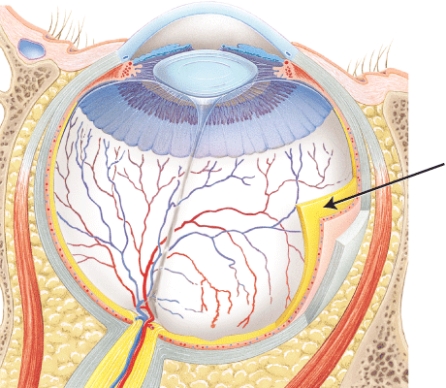 The structure indicated by the arrow is _____