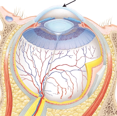The structure indicated by the arrow is _____