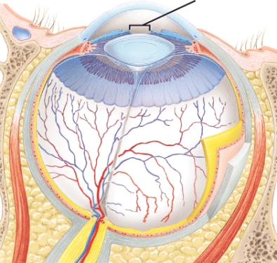 The structure indicated by the arrow is _____