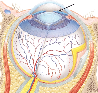 The structure indicated by the arrow is ___