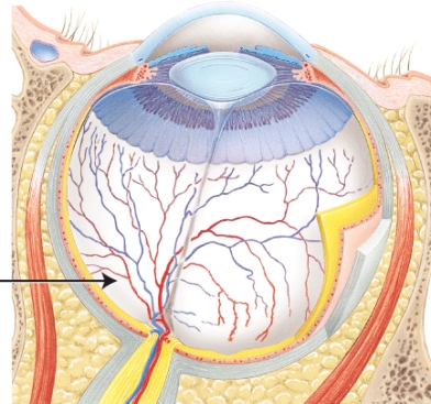 The structure indicated by the arrow is _____