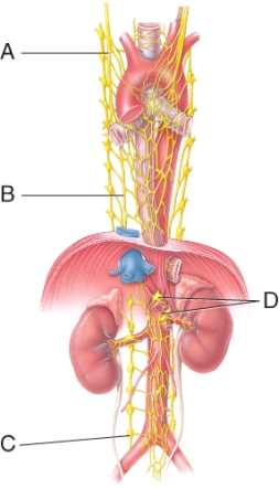 <strong>In the figure below, which letter represents the celiac ganglion (one of the four major prevertebral ganglia)?  </strong> A) A B) B C) C D) D <div style=padding-top: 35px> 