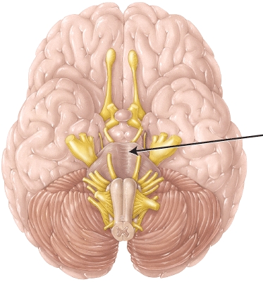 <strong>The structure indicated by the arrow is the _____. </strong> A) pons B) midbrain C) thalamus D) medulla oblongata