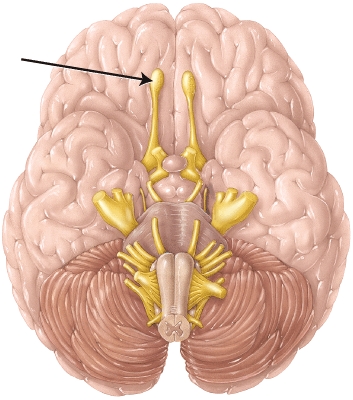 <strong>The structure indicated by the arrow is involved with which function? </strong> A) vision B) hearing C) taste D) smell
