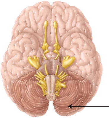 <strong>This structure is separated from the occipital lobe of the cerebrum by a fold of the dura mater referred to as the </strong> A) transverse fissure. B) longitudinal fissure. C) falx cerebri. D) tentorium cerebelli.
