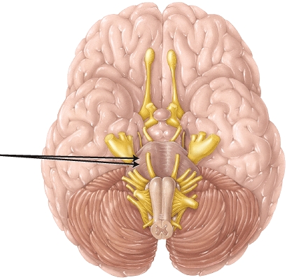 <strong>The structure indicated by the arrows is the </strong> A) cerebral peduncle B) medullary pyramid C) vermis D) cerebellar peduncle